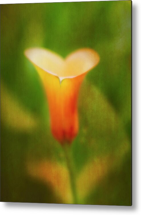 Calla Lily Metal Print featuring the photograph Offering. by Usha Peddamatham
