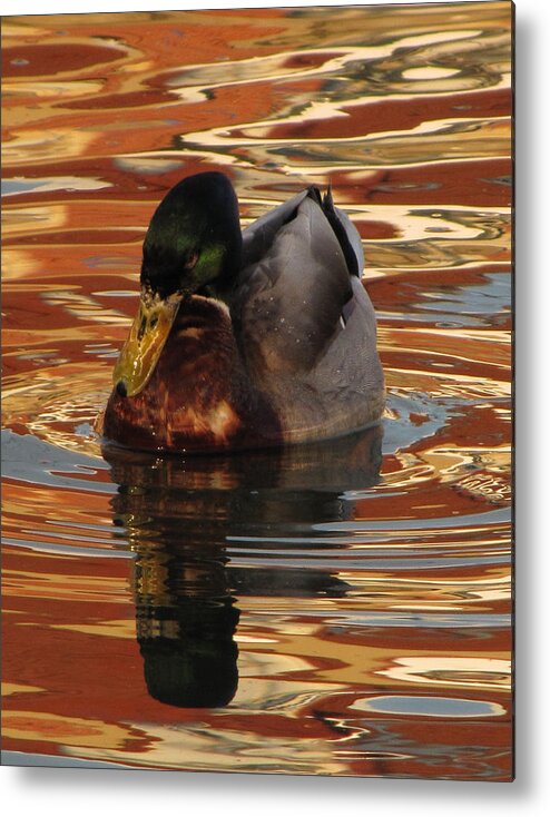 Duck Metal Print featuring the photograph On Golden Pond by Jennifer Wheatley Wolf