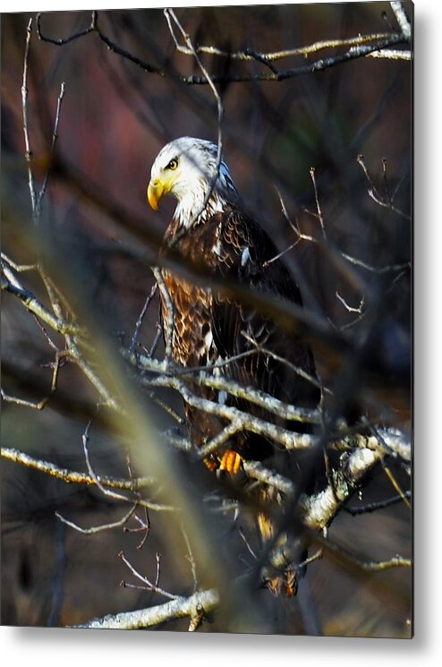 Eagle Metal Print featuring the photograph On Watch by Chuck Brown