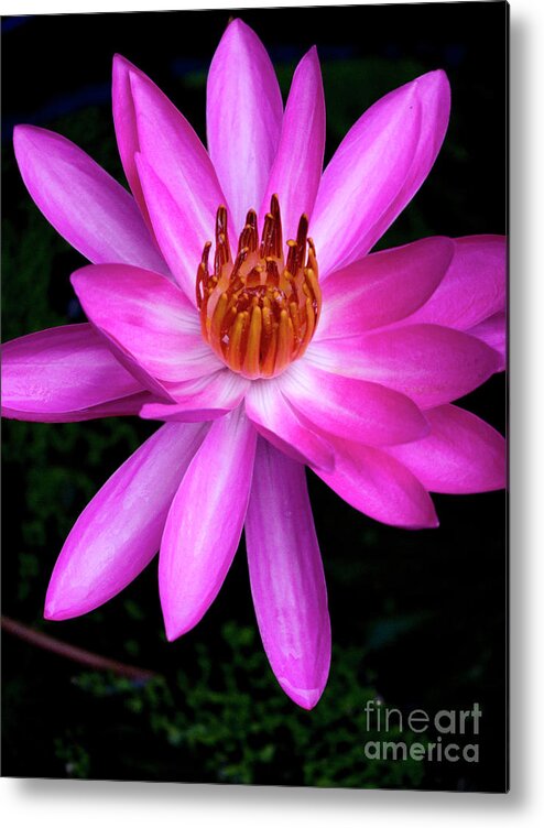 Magenta Metal Print featuring the photograph Opening - Early Morning Bloom by Kerryn Madsen-Pietsch
