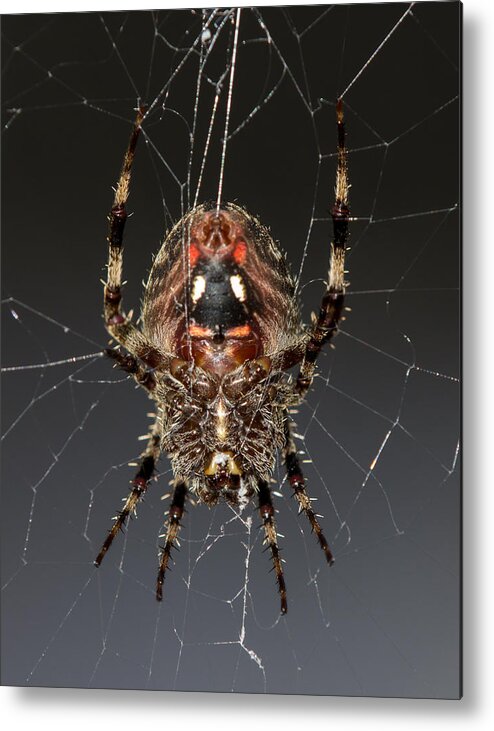 Orb Metal Print featuring the photograph Orb weaver belly by Shawn Jeffries