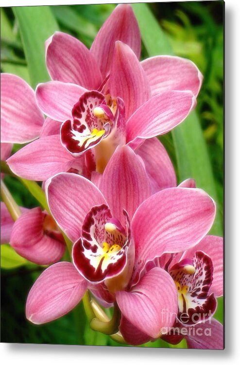Orchids Metal Print featuring the photograph Orchid Twins Up Close by Sue Melvin