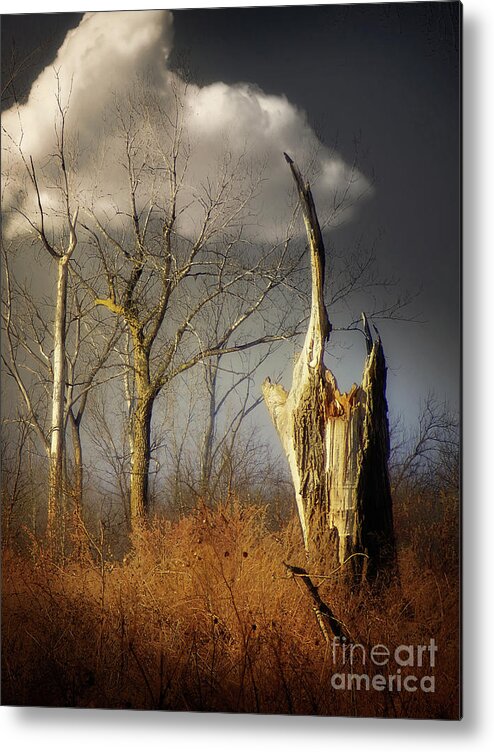 Trees Metal Print featuring the photograph Out Of The Blue by John Anderson