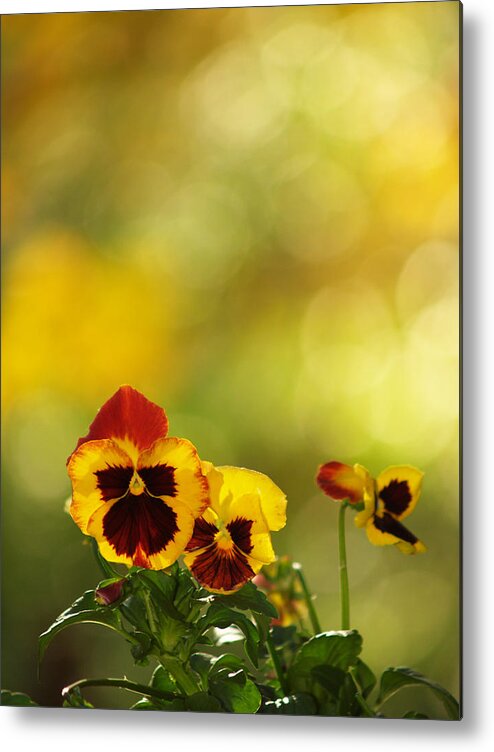Flowers Metal Print featuring the photograph Pansies In The Autumn Glow by Dorothy Lee