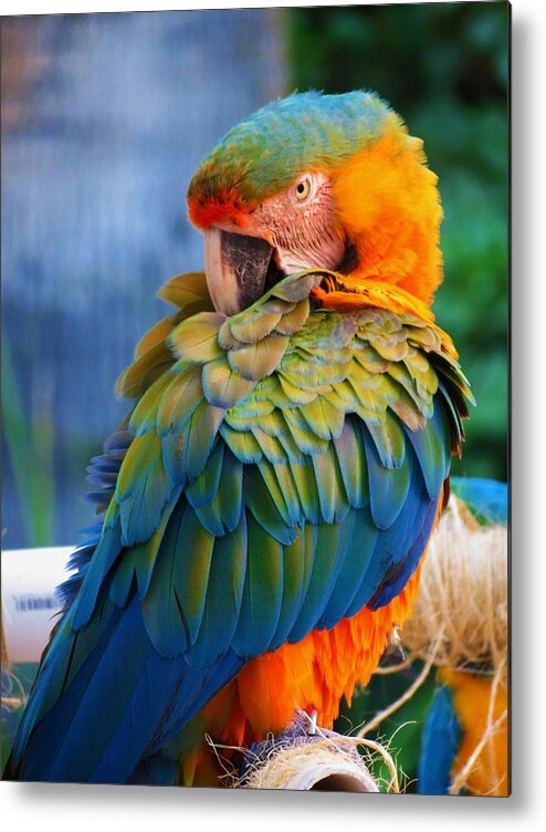 Photography Metal Print featuring the photograph Parrot 2 by Vijay Sharon Govender
