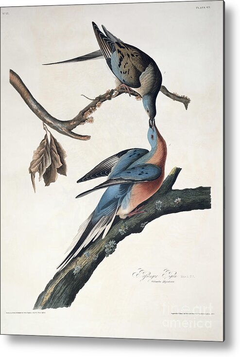 Passenger Pigeon Metal Print featuring the drawing Passenger Pigeon by John James Audubon