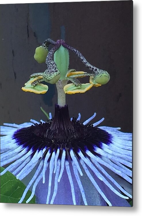 “passion Flower” Metal Print featuring the photograph Passion Flower Hula by Gini Moore