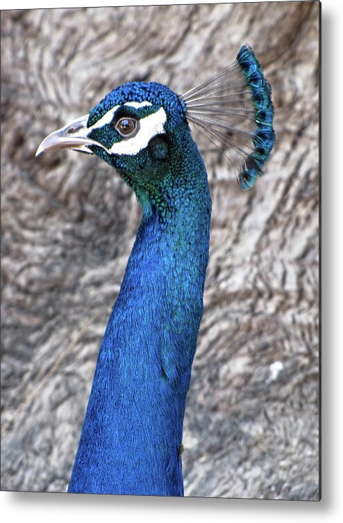 Peacock Metal Print featuring the photograph Peacock Portrait by Helaine Cummins