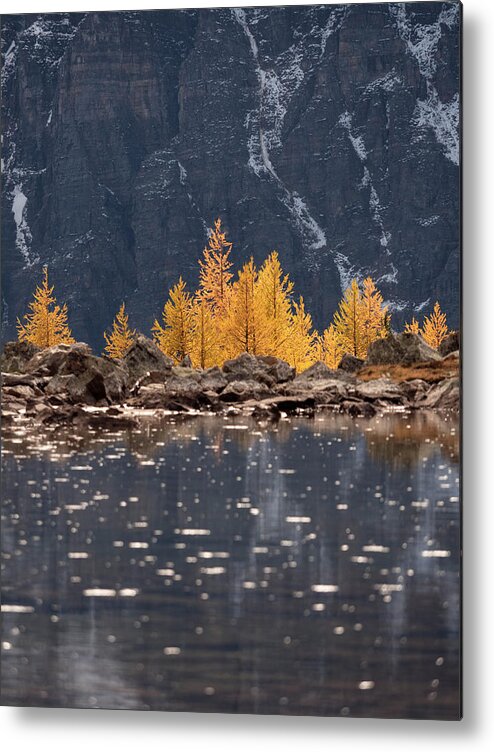 Larch Valley Metal Print featuring the photograph Peek A Boo by Emily Dickey