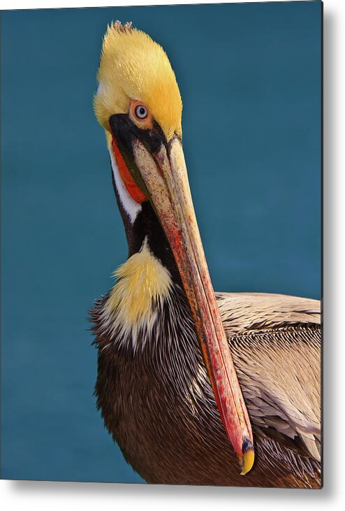 Pelican Metal Print featuring the photograph Pelican by Beth Sargent