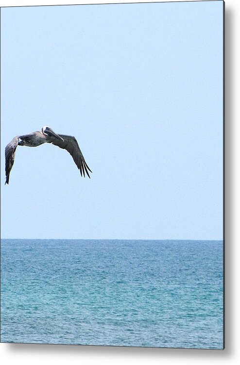 Pelican Metal Print featuring the photograph Pelican in Flight  by Christopher Mercer