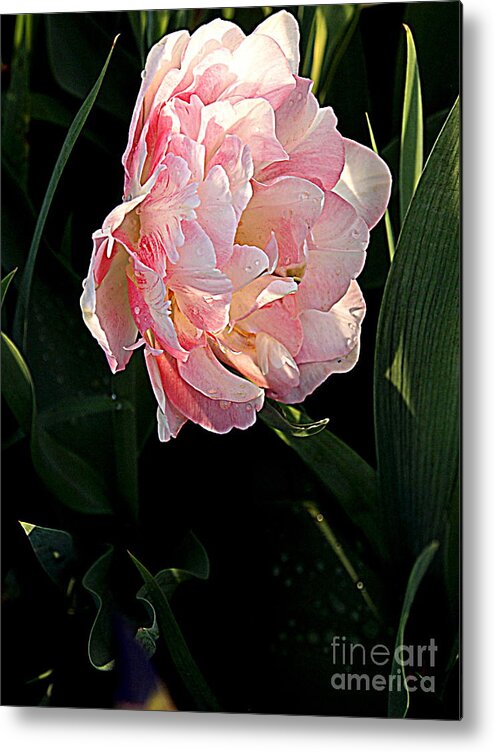 Photography Metal Print featuring the photograph Peony Tulip by Nancy Kane Chapman