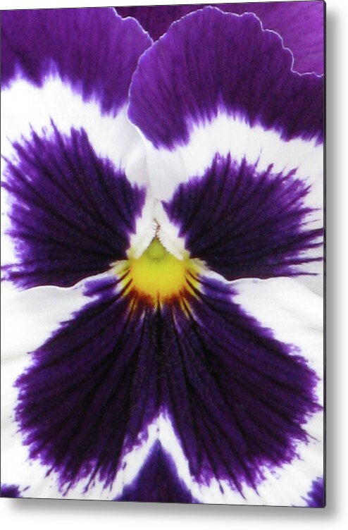 Pansy Metal Print featuring the photograph Perfectly Pansy 03 by Pamela Critchlow