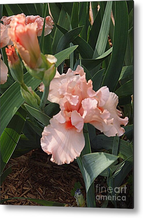 Photography Metal Print featuring the photograph Picture Peach by Nancy Kane Chapman