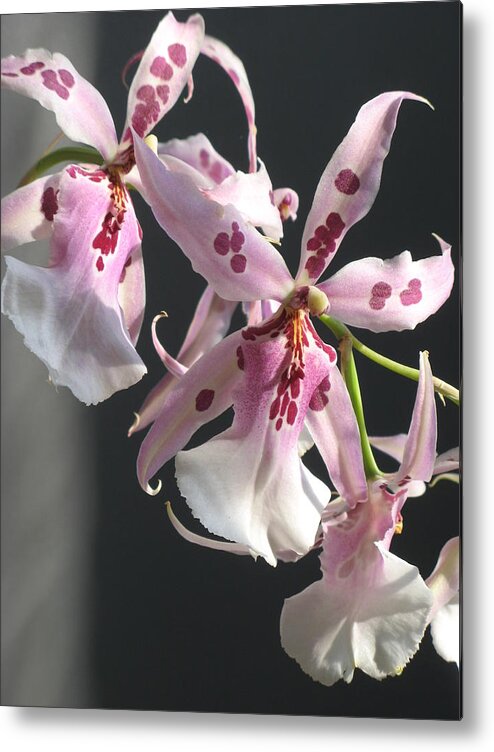 Miltonia Orchid Metal Print featuring the photograph Pink And White Orchid by Alfred Ng