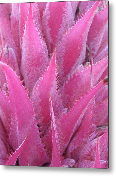 Pink Metal Print featuring the photograph Pink Cactus by Nikki Smith