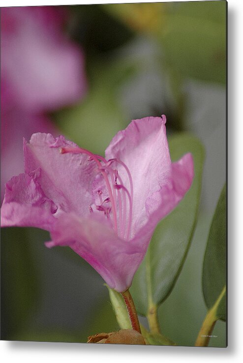 Rhododendron Metal Print featuring the photograph Pink Rhododendron 20 by Frank Mari