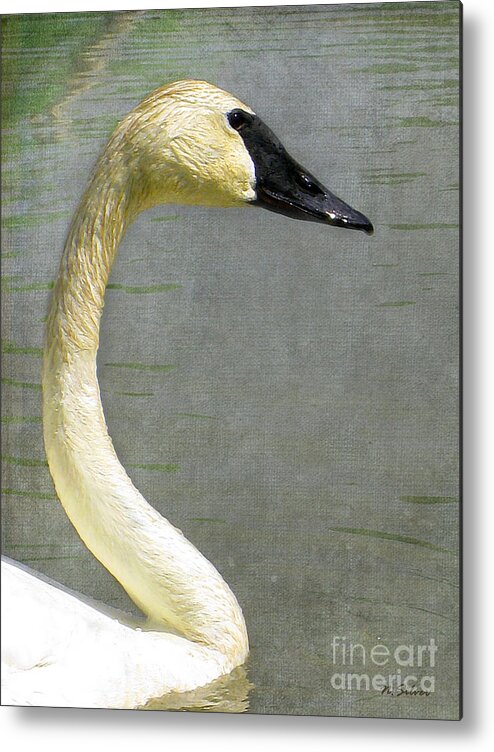 Swan Metal Print featuring the photograph Portrait of a Pond Swan by Nina Silver