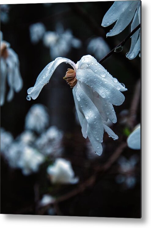 White Flowers Metal Print featuring the photograph Prayers of Flowers by Lori Miller