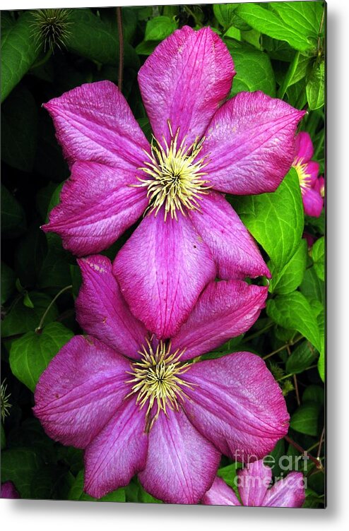 Clematis Metal Print featuring the photograph Purple Clematis 2 by William Kuta