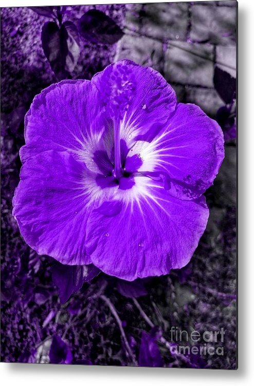 Blue Metal Print featuring the photograph Purple Hibiscus by Rachel Hannah