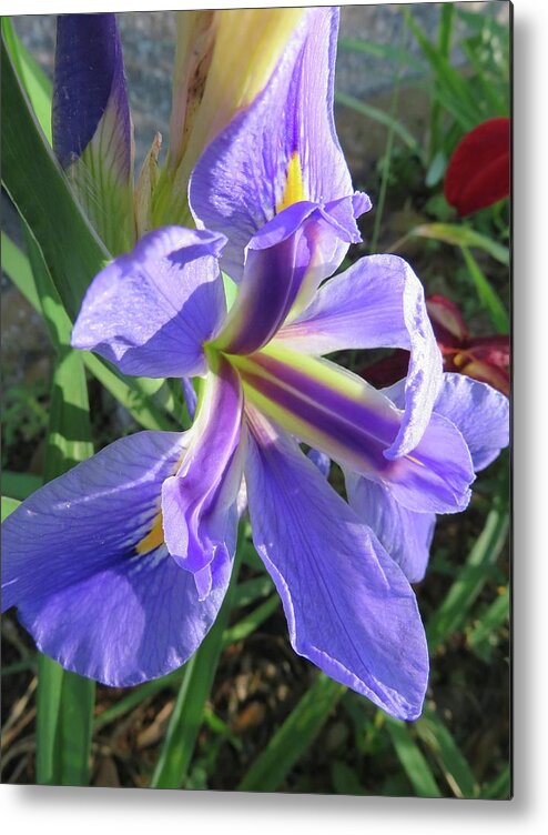 Flowers Metal Print featuring the photograph Purple Iris by Judith Lauter