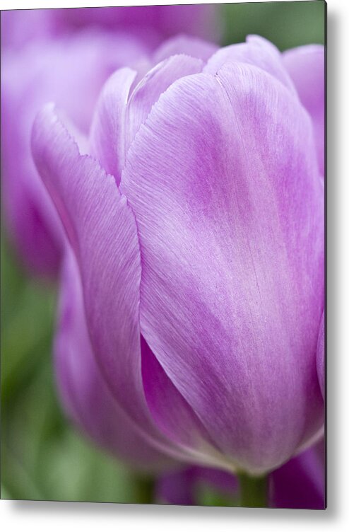 Beauty Metal Print featuring the photograph Purple Passion by Eggers Photography