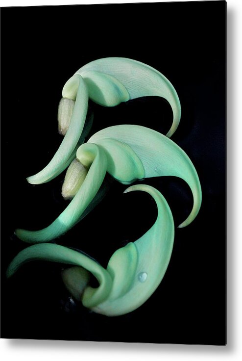 Jade Vine Metal Print featuring the photograph Rare Orchid Petals by Cate Franklyn