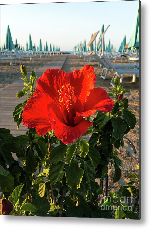 Red Beach Flower Hybicus By Marina Usmanskaya Metal Print featuring the photograph Red Beach Flower Hybicus by Marina Usmanskaya