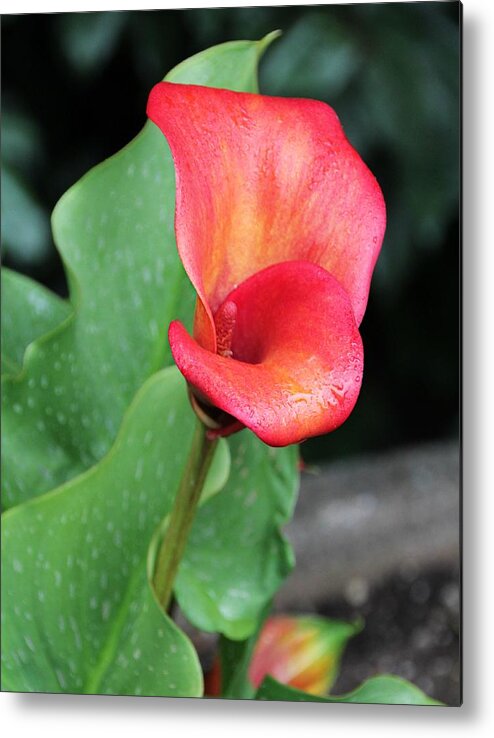 Proud Metal Print featuring the photograph Red Calla Lily by KATIE Vigil