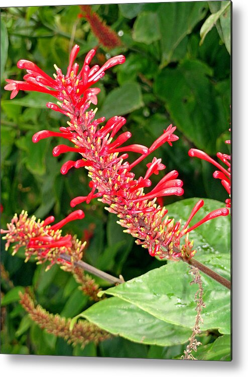 Hawaii Metal Print featuring the photograph Red Fingerlings by Robert Meyers-Lussier