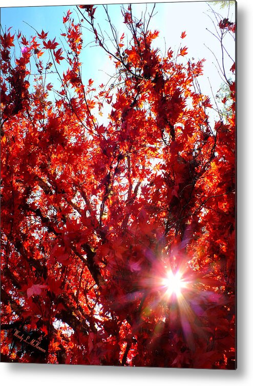 Trees Metal Print featuring the photograph Red Maple Burst by Wendy McKennon