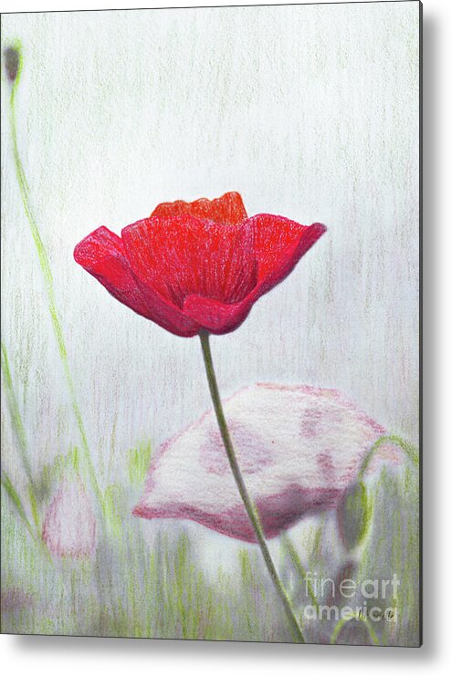 Red Poppy Metal Print featuring the drawing Red Poppy by J Marielle