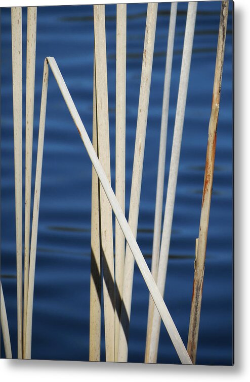 Water Metal Print featuring the photograph Reeds by Azthet Photography