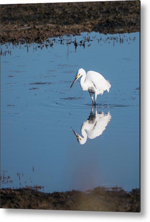 Birds Metal Print featuring the photograph Reflections White Egret by Paul Ross