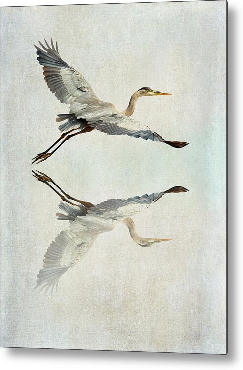 Great Blue Heron Metal Print featuring the photograph Reflective Flight by Fraida Gutovich