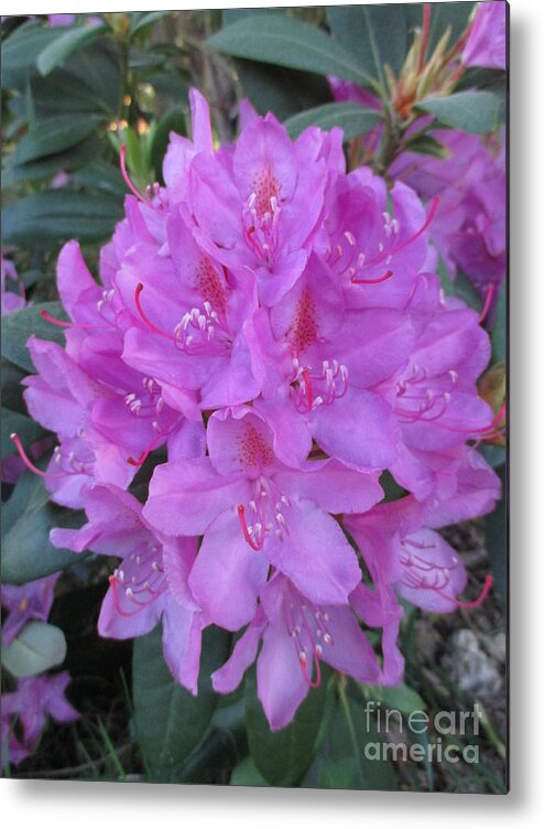 Purple Rhododendron Metal Print featuring the photograph Rhododendron Bouquet by Martin Howard