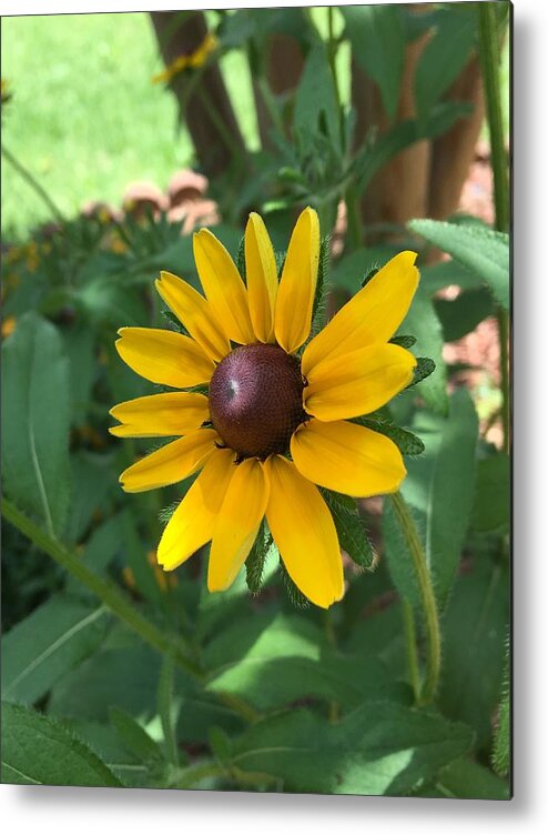 Sunflower Metal Print featuring the photograph Rise and Shine by Pamela Henry