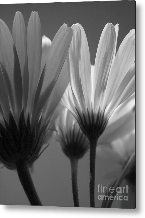 Flower Metal Print featuring the photograph Rise'n Shine by Julie Lueders 
