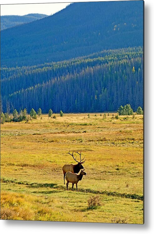 Elk Pair Metal Print featuring the photograph RMNP Plains in Autumn by Robert Meyers-Lussier
