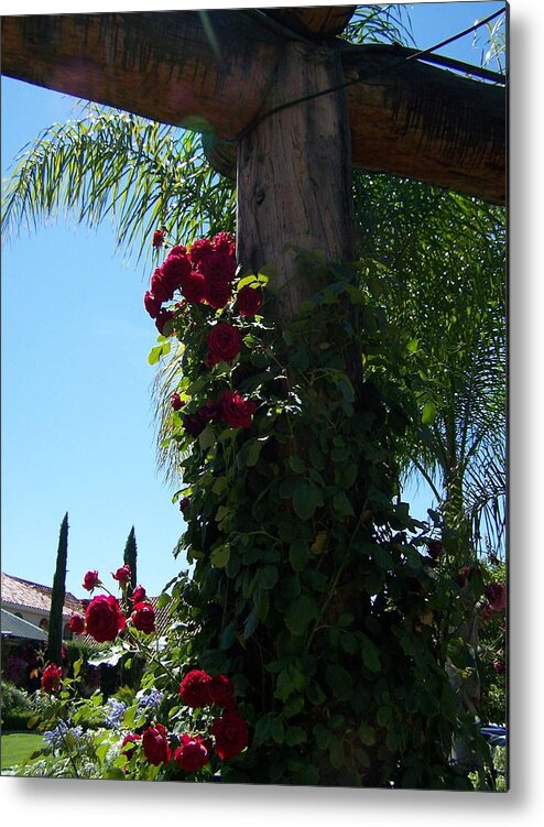 Roses Metal Print featuring the photograph Roses at the Vineyard by Pamela Walrath