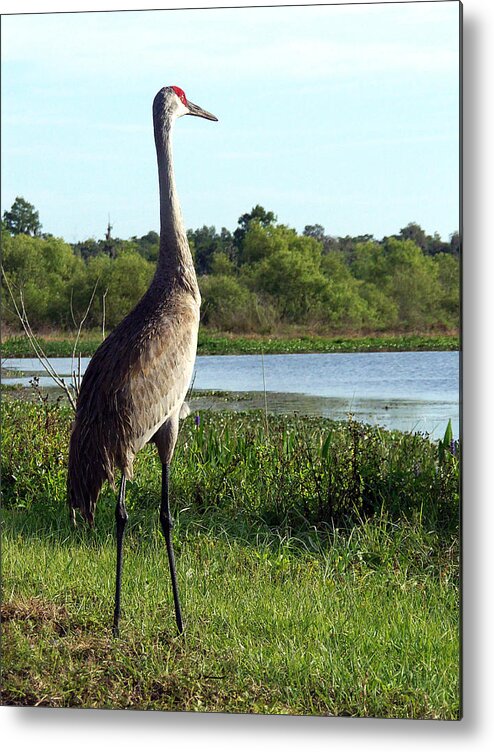 County Park Metal Print featuring the photograph Sandhill Crane 019 by Christopher Mercer