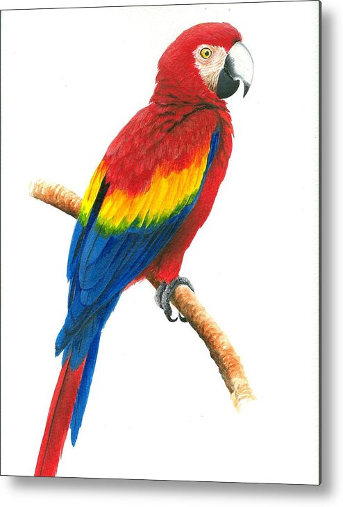 Chris Cox Metal Print featuring the painting Scarlet Macaw by Christopher Cox
