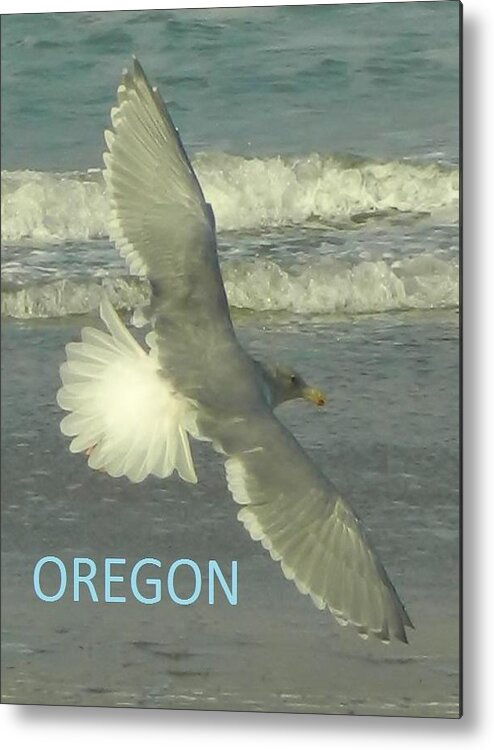 Seagull Metal Print featuring the photograph Seagull Beauty by Gallery Of Hope 