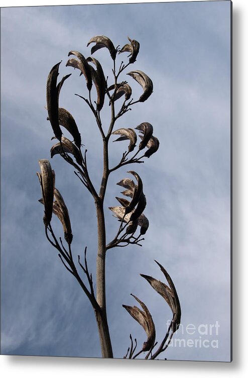 Seedheads Metal Print featuring the photograph Seedheads by Richard Brookes