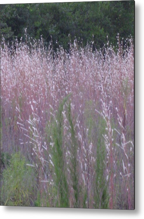 Purple Metal Print featuring the photograph Shades of Summer Grass by Brenda Berdnik