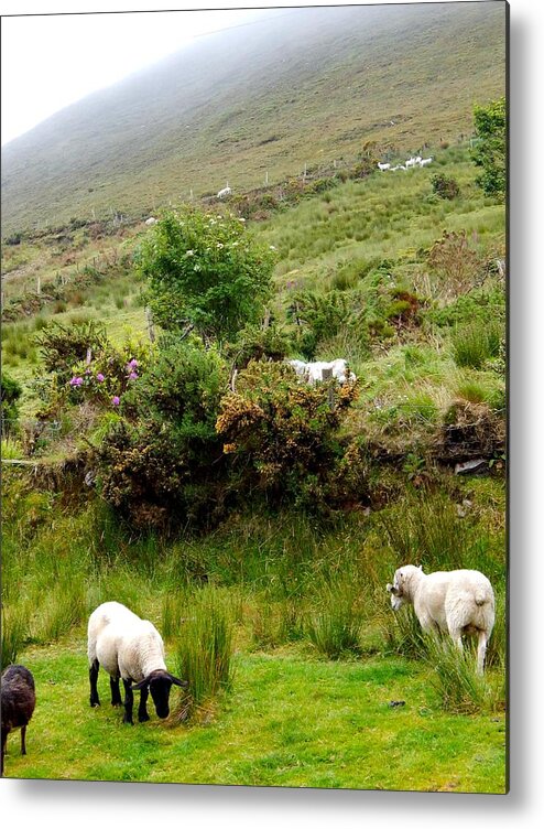Sheep Metal Print featuring the photograph Sheep grazing by Sue Morris
