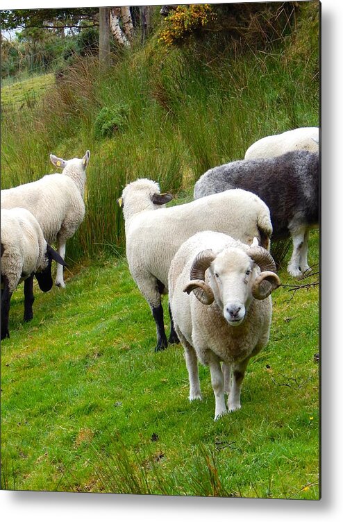 Ireland Metal Print featuring the photograph Sheep with culed horns by Sue Morris