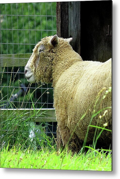 Sheep Metal Print featuring the photograph Sheepish Gaze by Linda Stern
