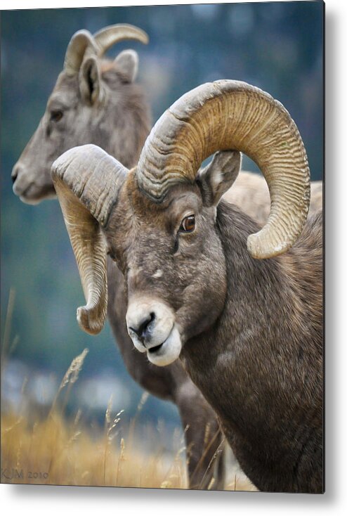 Bighorn Sheep Metal Print featuring the photograph Silly Boy by Kevin Munro